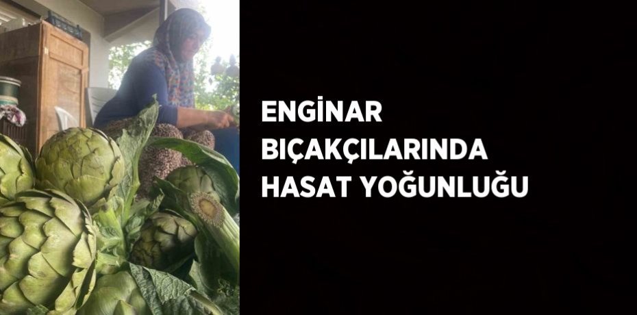 ENGİNAR BIÇAKÇILARINDA HASAT YOĞUNLUĞU