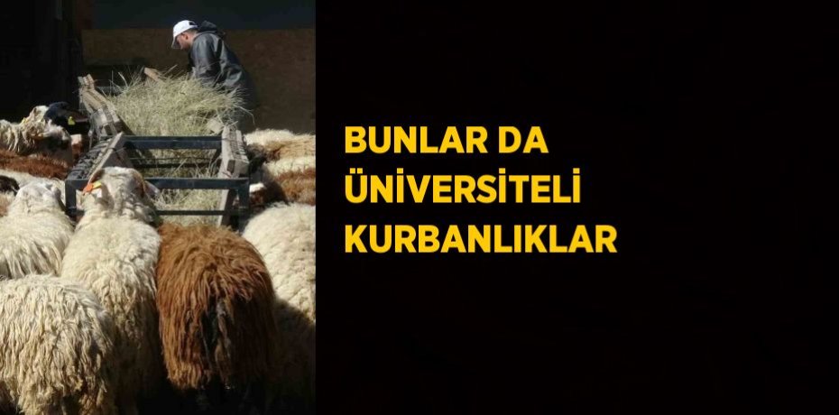 BUNLAR DA ÜNİVERSİTELİ KURBANLIKLAR