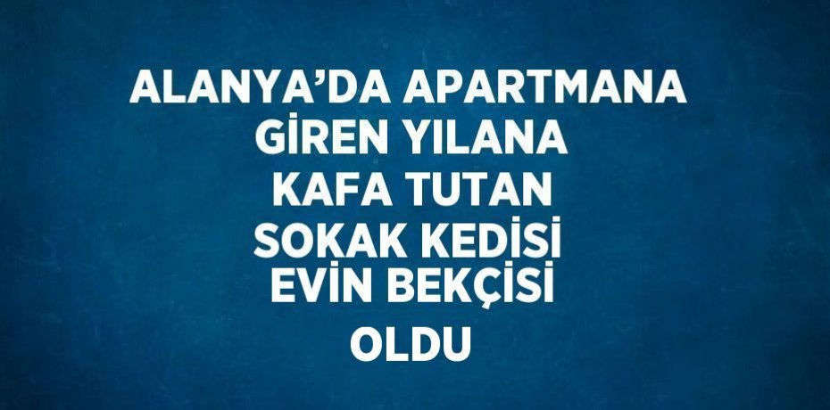 ALANYA’DA APARTMANA GİREN YILANA KAFA TUTAN SOKAK KEDİSİ EVİN BEKÇİSİ OLDU