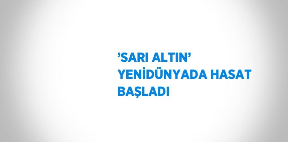 ’SARI ALTIN’ YENİDÜNYADA HASAT BAŞLADI