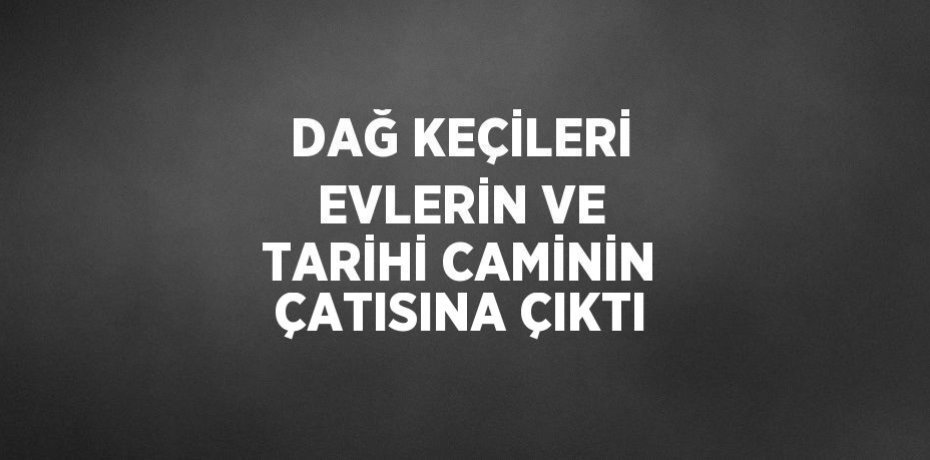 DAĞ KEÇİLERİ EVLERİN VE TARİHİ CAMİNİN ÇATISINA ÇIKTI