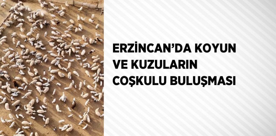 ERZİNCAN’DA KOYUN VE KUZULARIN COŞKULU BULUŞMASI