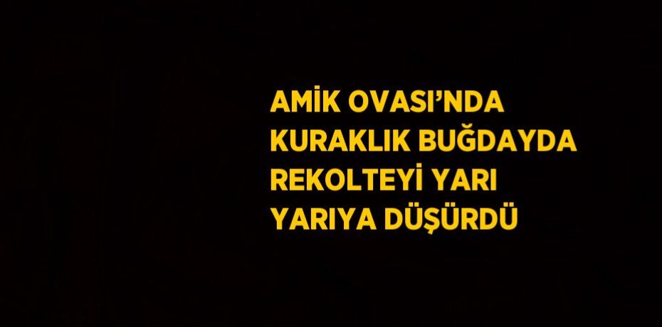 AMİK OVASI’NDA KURAKLIK BUĞDAYDA REKOLTEYİ YARI YARIYA DÜŞÜRDÜ