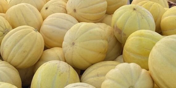 Gönen’in ‘Kavunu’ Piyasayı Sarsıyor!