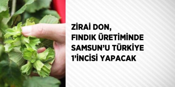 ZİRAİ DON, FINDIK ÜRETİMİNDE SAMSUN’U TÜRKİYE 1’İNCİSİ YAPACAK