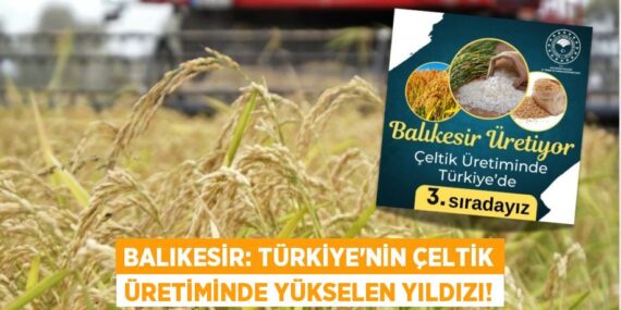 Balıkesir: Türkiye’nin Çeltik Üretiminde Yükselen Yıldızı!