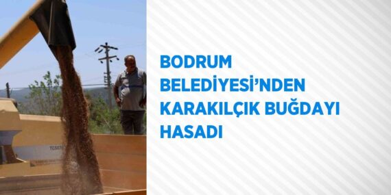 BODRUM BELEDİYESİ’NDEN KARAKILÇIK BUĞDAYI HASADI