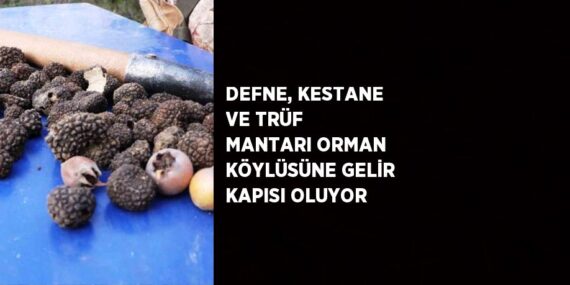 DEFNE, KESTANE VE TRÜF MANTARI ORMAN KÖYLÜSÜNE GELİR KAPISI OLUYOR
