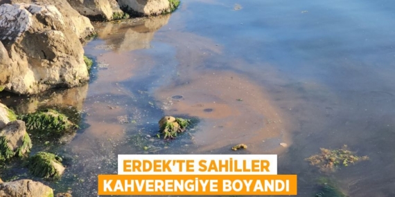 ERDEK’TE SAHİLLER KAHVERENGİYE BOYANDI