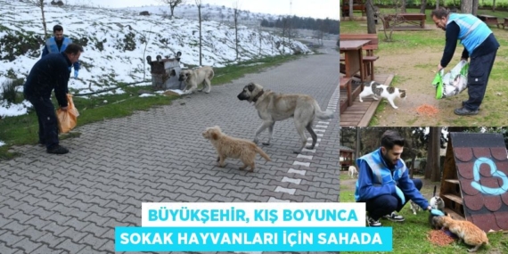 BÜYÜKŞEHİR, KIŞ BOYUNCA SOKAK HAYVANLARI İÇİN SAHADA