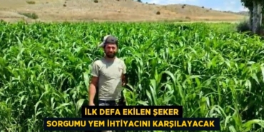 20210287892461830272tasarimli