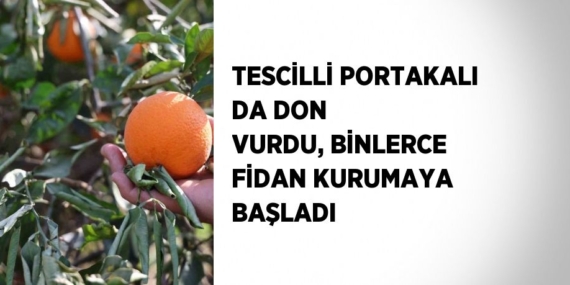 TESCİLLİ PORTAKALI DA DON VURDU, BİNLERCE FİDAN KURUMAYA BAŞLADI