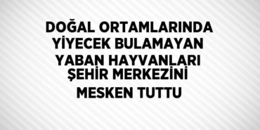 20302248012991726675tasarimli