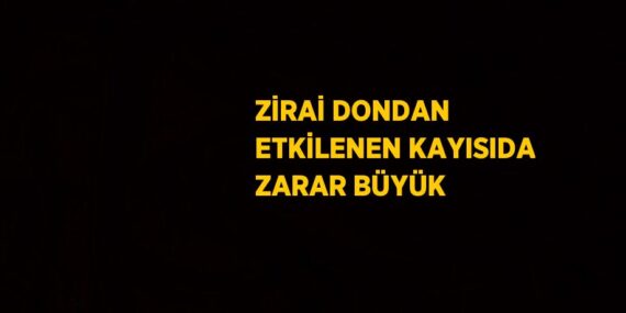 ZİRAİ DONDAN ETKİLENEN KAYISIDA ZARAR BÜYÜK