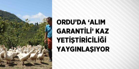 ORDU’DA ‘ALIM GARANTİLİ’ KAZ YETİŞTİRİCİLİĞİ YAYGINLAŞIYOR