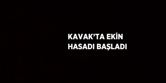 KAVAK’TA EKİN HASADI BAŞLADI