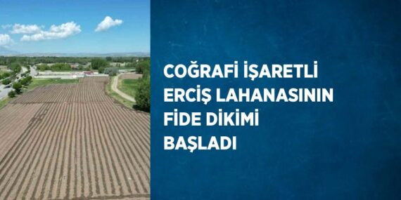 COĞRAFİ İŞARETLİ ERCİŞ LAHANASININ FİDE DİKİMİ BAŞLADI