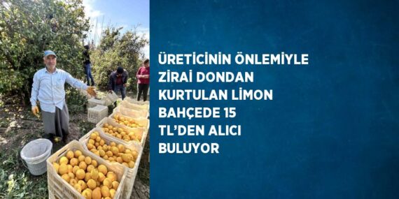 ÜRETİCİNİN ÖNLEMİYLE ZİRAİ DONDAN KURTULAN LİMON BAHÇEDE 15 TL’DEN ALICI BULUYOR