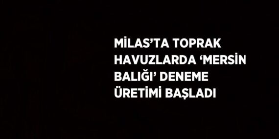 MİLAS’TA TOPRAK HAVUZLARDA ‘MERSİN BALIĞI’ DENEME ÜRETİMİ BAŞLADI