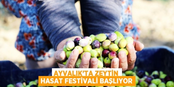 AYVALIK’TA ZEYTİN HASAT FESTİVALİ BAŞLIYOR