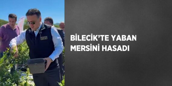 BİLECİK’TE YABAN MERSİNİ HASADI