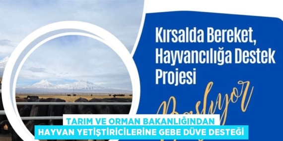TARIM VE ORMAN BAKANLIĞINDAN HAYVAN YETİŞTİRİCİLERİNE GEBE DÜVE DESTEĞİ