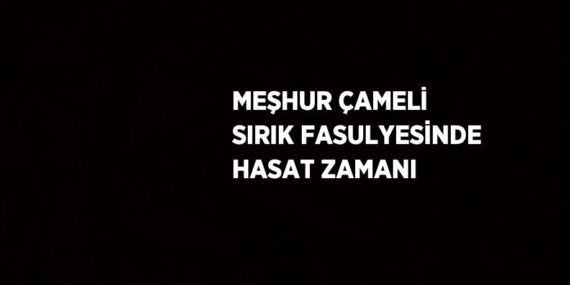 MEŞHUR ÇAMELİ SIRIK FASULYESİNDE HASAT ZAMANI