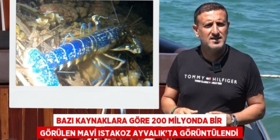 BAZI KAYNAKLARA GÖRE 200 MİLYONDA BİR GÖRÜLEN MAVİ ISTAKOZ AYVALIK’TA GÖRÜNTÜLENDİ