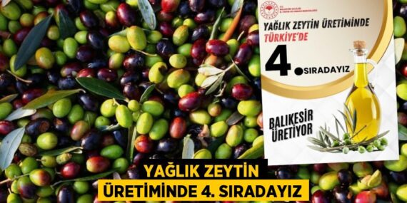 Yağlık zeytin üretiminde 4. sıradayız