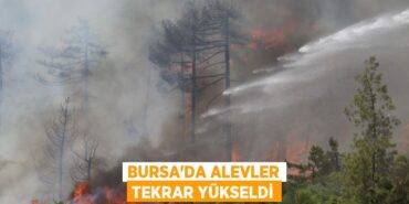 20777289482731131477tasarimli