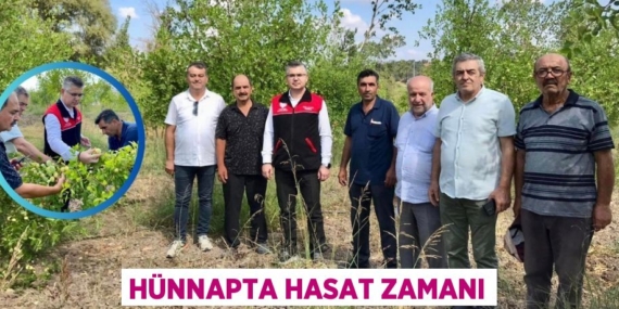 HÜNNAPTA HASAT ZAMANI