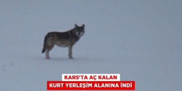 20875310982864429954tasarimli