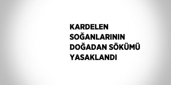 KARDELEN SOĞANLARININ DOĞADAN SÖKÜMÜ YASAKLANDI