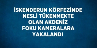 21027204512183531899tasarimli