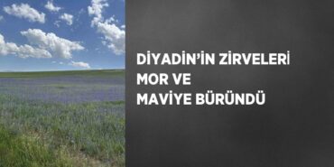 21072288082040727818