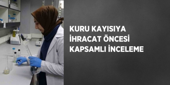 KURU KAYISIYA İHRACAT ÖNCESİ KAPSAMLI İNCELEME