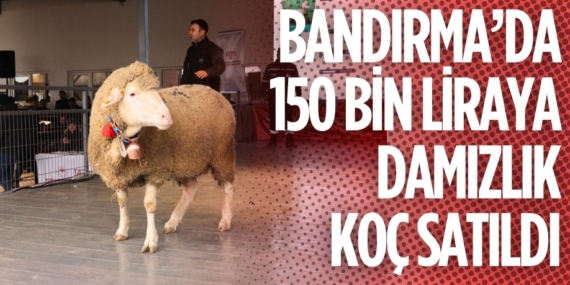 BANDIRMA’DA 150 BİN LİRAYA DAMIZLIK KOÇ SATILDI