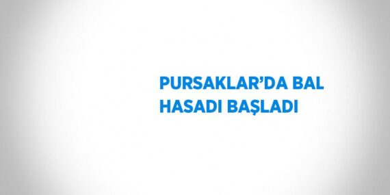 PURSAKLAR’DA BAL HASADI BAŞLADI