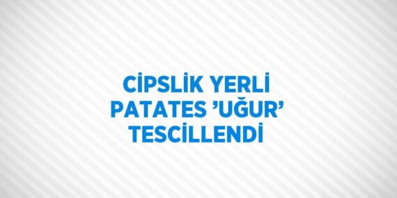 CİPSLİK YERLİ PATATES ’UĞUR’ TESCİLLENDİ