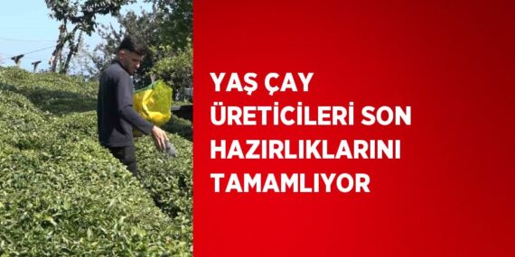 YAŞ ÇAY ÜRETİCİLERİ SON HAZIRLIKLARINI TAMAMLIYOR