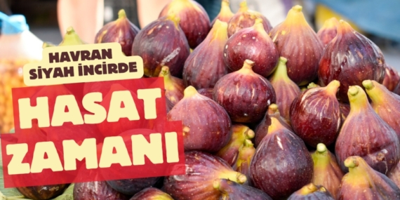 HAVRAN SİYAH İNCİRDE  HASAT ZAMANI