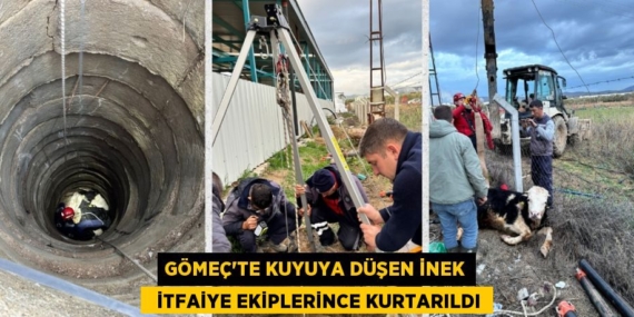 GÖMEÇ’TE KUYUYA DÜŞEN İNEK   İTFAİYE EKİPLERİNCE KURTARILDI