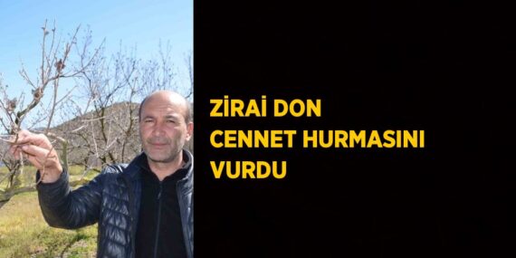 ZİRAİ DON CENNET HURMASINI VURDU
