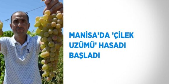 MANİSA’DA ’ÇİLEK UZÜMÜ’ HASADI BAŞLADI