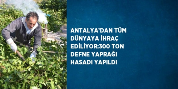 ANTALYA’DAN TÜM DÜNYAYA İHRAÇ EDİLİYOR:300 TON DEFNE YAPRAĞI HASADI YAPILDI