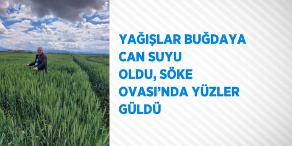 YAĞIŞLAR BUĞDAYA CAN SUYU OLDU, SÖKE OVASI’NDA YÜZLER GÜLDÜ