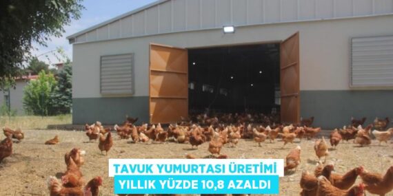 TAVUK YUMURTASI ÜRETİMİ YILLIK YÜZDE 10,8 AZALDI