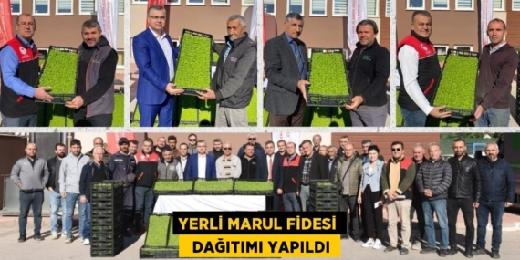 YERLİ MARUL FİDESİ   DAĞITIMI YAPILDI