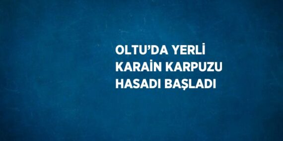 OLTU’DA YERLİ KARAİN KARPUZU HASADI BAŞLADI