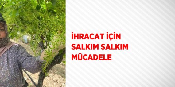 İHRACAT İÇİN SALKIM SALKIM MÜCADELE